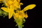 Eared goldenrod